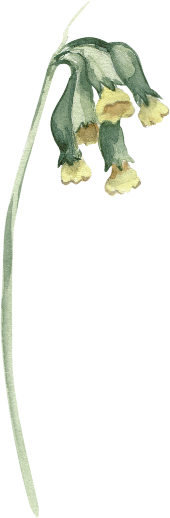 Watercolor Illustration Floral Element Cowslip