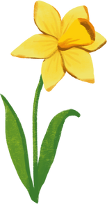 Detailed Traditional Daffodil Flower